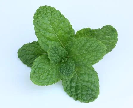 Kitchen Mint, on white background Stock Photos