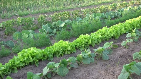 Kitchen or Vegetable Garden 2 Stock Footage 98261823