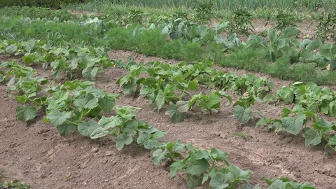 Kitchen or Vegetable Garden 3 動画素材 98261832