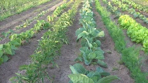 Kitchen or Vegetable Garden 動画素材 98261666