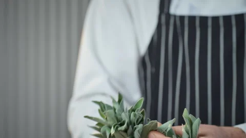Kitchen professional manually assesses herb quality for culinary purposes Stock Footage 324574875