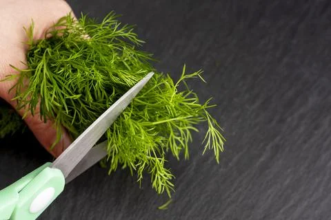 Kitchen scissors cutting dill in the kitchen on a cutting board Stock Photos