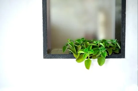 Kitchen window with Ajwain plant in it and white colored wall. Stock Photos