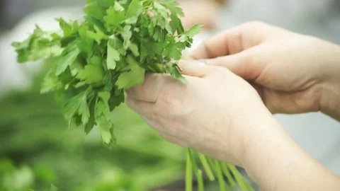 Kitchen workers choose fresh herbs and collect it in bundles Stock Footage 71519957