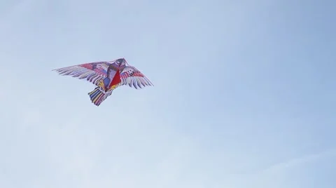Kite bird on the blue sky  Stock Footage 51071179