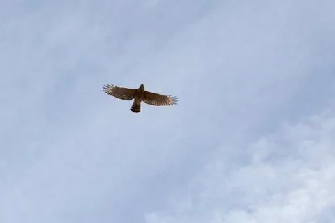 Kite bird in flight Stock Photos