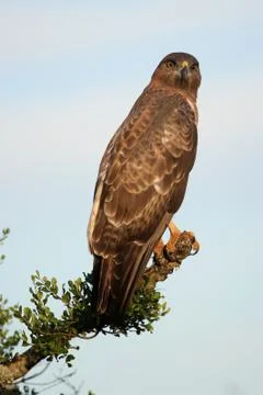 Kite Bird of Prey Stock Photos
