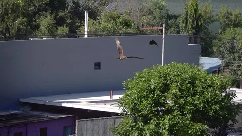 Kite bird raptor chasing each other in village between huts Stock Footage 299319719