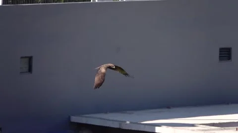 Kite bird raptor chasing each other in village Stock Footage 299319881