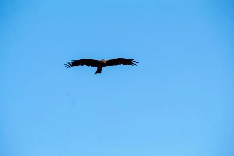 Kite bird soaring gracefully in a clear blue sky, Stock Photos