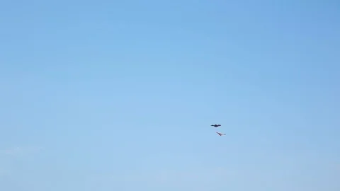 Kite on blue sky background at sea. Stock Footage 114128307