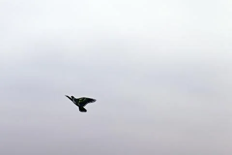 Kite on blurred gray sky background Stock Photos