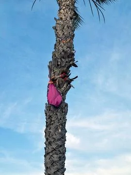Kite caught on palm tree trunk at seaside location during sunny day Stockfoto's