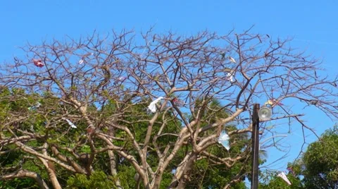 Kite Cemetery - Tree full of plastic kites Stock Footage 7754314