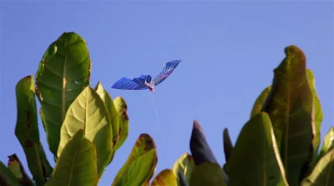 Kite close up 動画素材 40488774