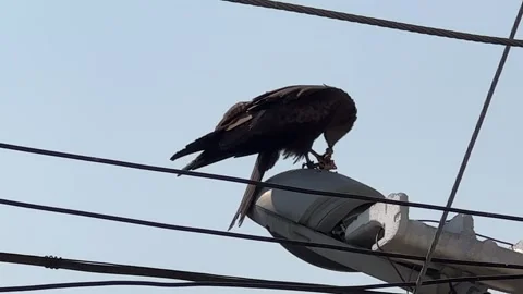 A Kite eats its prey Stock Footage 271379359