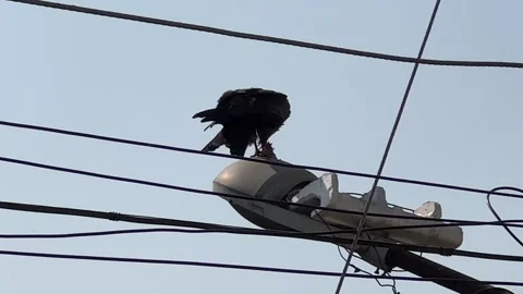 A Kite eats its prey Stock Footage 272210631