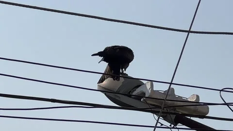 A Kite eats its prey Stock Footage 272210647