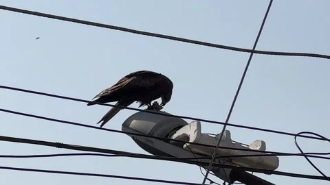 A Kite eats its prey Stock Footage 272210668