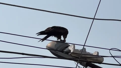 A Kite eats its prey Stock Footage 272210669