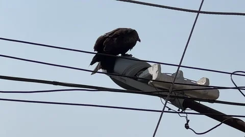 A Kite eats its prey Stock Footage 272210728