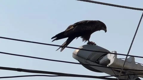 A Kite eats its prey Stock Footage 272210730