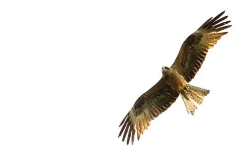 A kite flapping in the sky with its wings spread Stock Photos