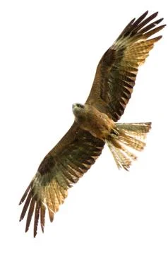 A kite flapping in the sky with its wings spread Stock Photos