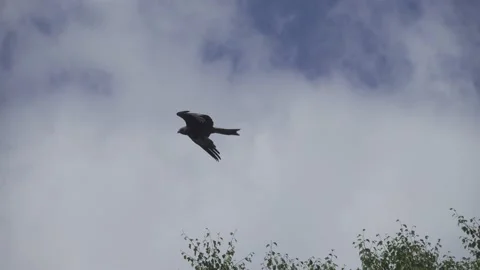 Kite flies over the forest Stock Footage 168223517