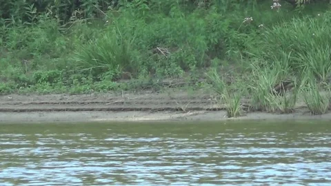 Kite flies over the river 스톡 동영상 76963528