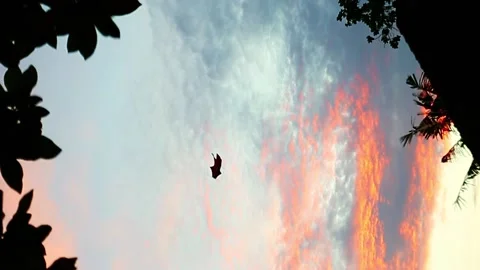 A kite floating on a sunset lilac and pink sky vertical Stock Footage 256991925