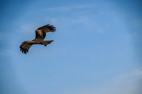 Kite to fly in the sky Stock Photos