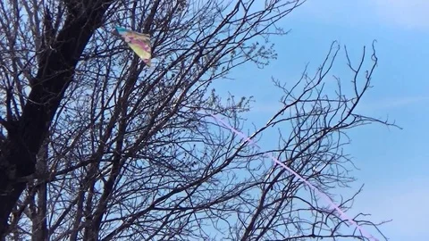 Kite flying on the background of trees Stock Footage 75579297