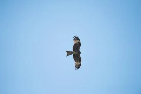 Kite Flying Stock Photos