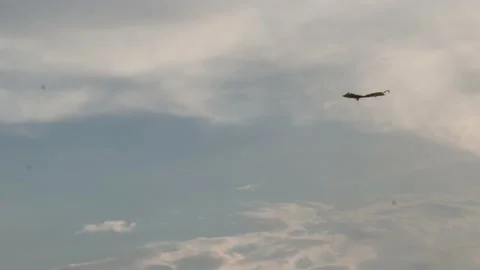 Kite flying in the sky 스톡 동영상 170012673