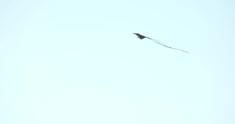 Kite Flying in the Sky Stock Footage 260145154