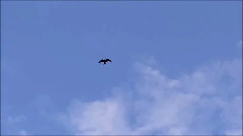 Kite Flying in the sky (timelapse) 스톡 동영상 71610353