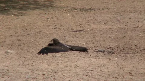 Kite Stock Footage 12118039