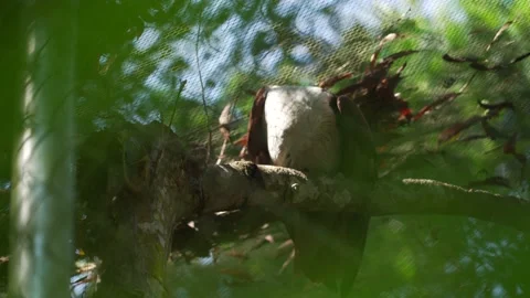 Kite Stock Footage 209527972