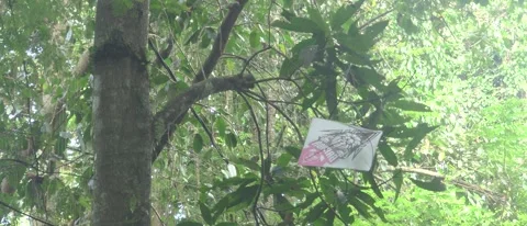 A kite Hanging on Tree in Vibrant Forest Setting Video stock 312748767
