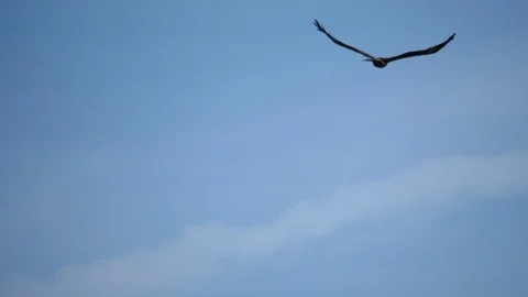Kite hunting for fish Stock Footage 78507360