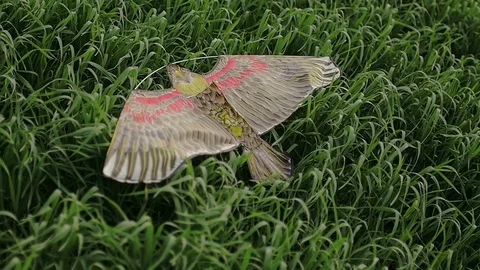 Kite lies on the grass Stock-Footage 79606236