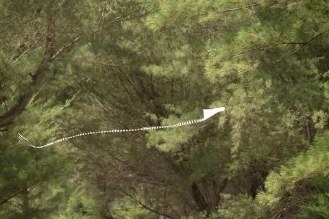 A kite with long tail against green conifer leaves Foto stock