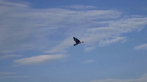 Kite nusa dua beach 動画素材 40488750