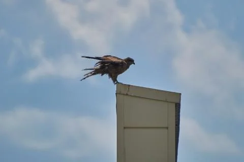A kite is sitting on a building Stock Photos