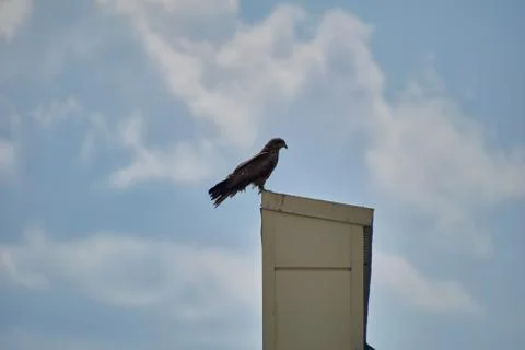 A kite is sitting on a building Stock-Fotos