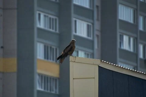 A kite is sitting on a building Stock-Fotos