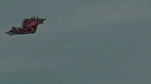 Kite in the sky Stock Footage 10810001