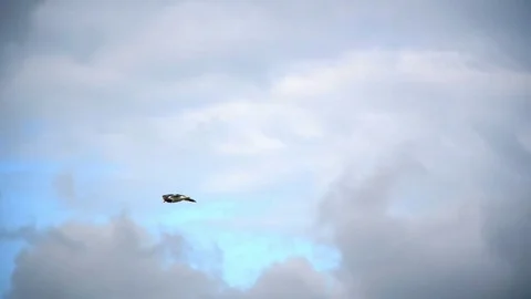 Kite soars in the sky Stock Footage 79663651