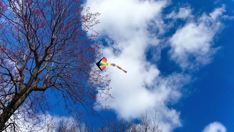 Kite stuck in a tree Stock Footage 183067073